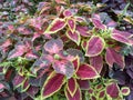 ColeusÃÂ is a formerÃÂ genusÃÂ ofÃÂ flowering plantsÃÂ in theÃÂ familyÃÂ Lamiaceae.